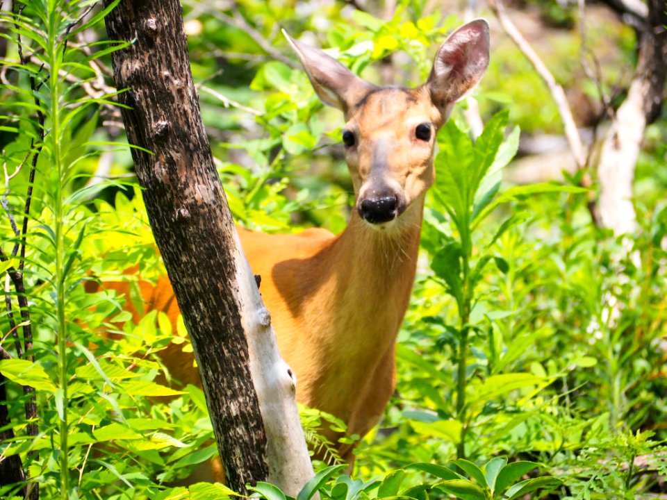 Deer, Pat Cohee--July 2018