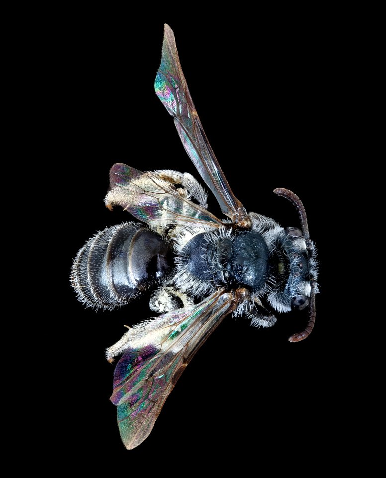 Andrena ziziae, f, back, Iowa 2020-02-17-14.59.08 ZS PMax UDR