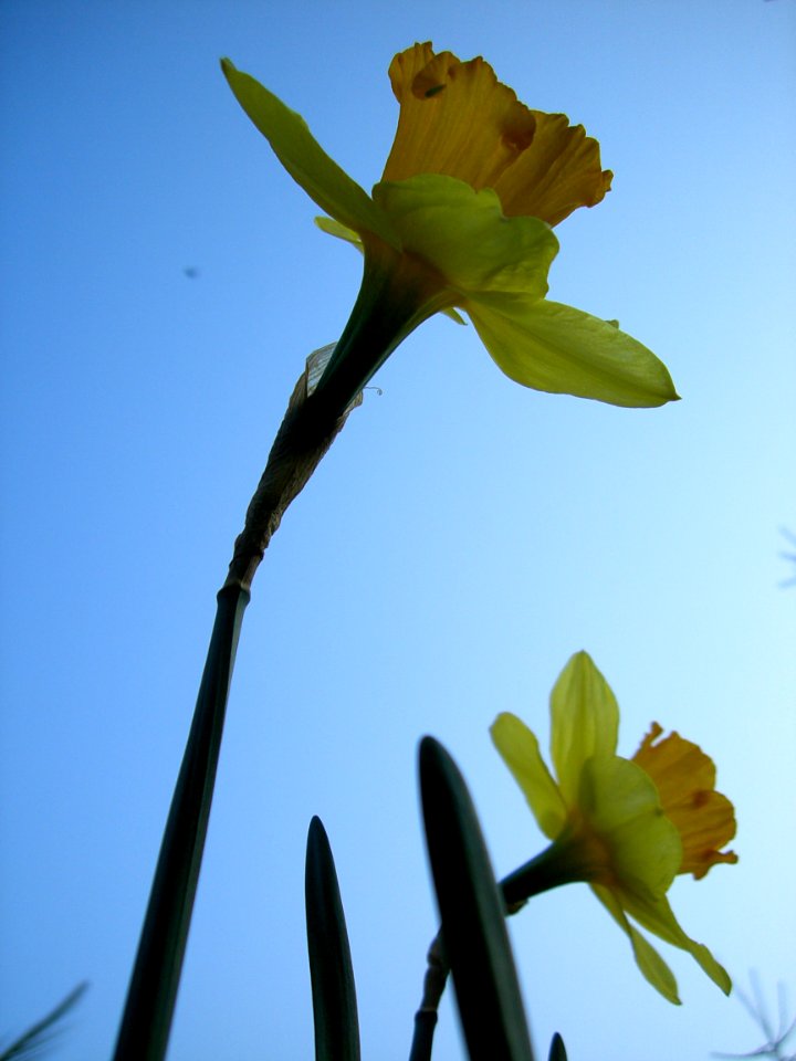 daffodil