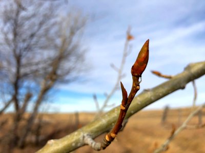 A Poplar Knows Spring is Coming
