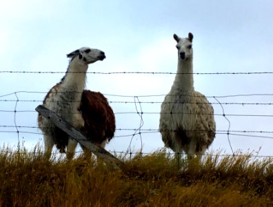 "Those Two legged Creatures Sure Are Weird, Eh?"