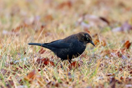 Rusty blackbird, January 31 2021 2021 -- Warren Bielenberg photo