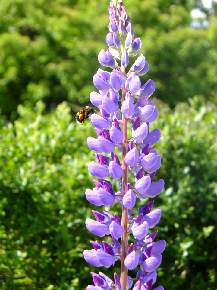 Plant flower pollinate