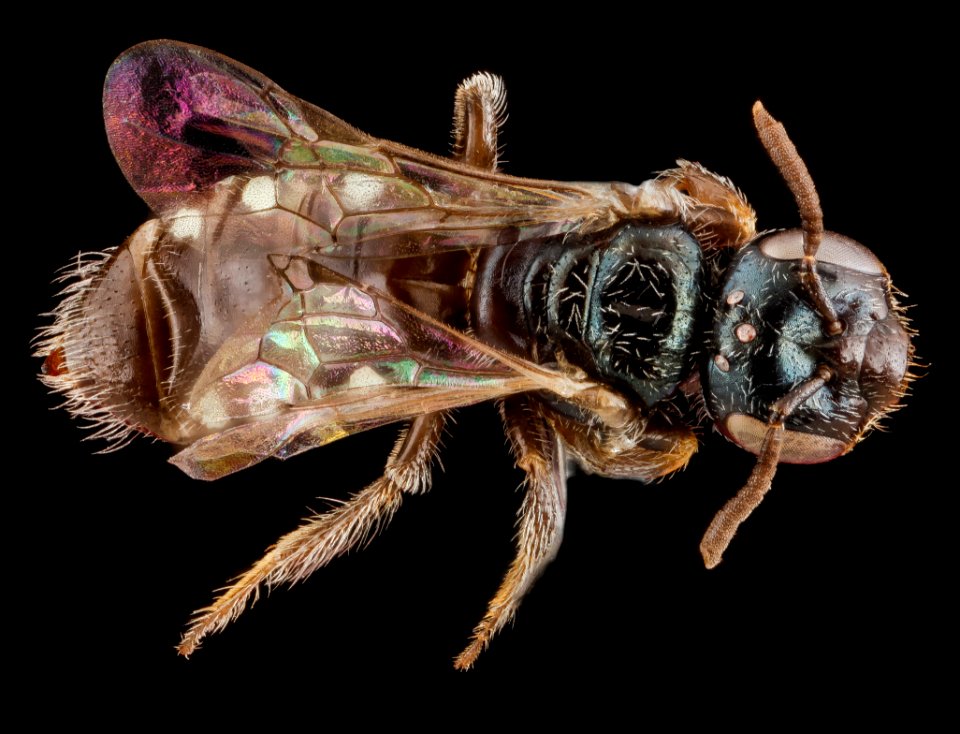 Perdita sexmaculata, back 2012-07-31-19.26.45 ZS PMax