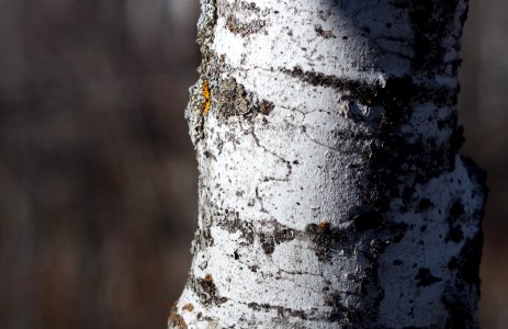 Aspen Map