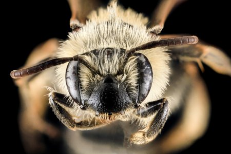 Andrena nida, F, Face, MD, Prince George's County 2013-05-21-17.15 photo