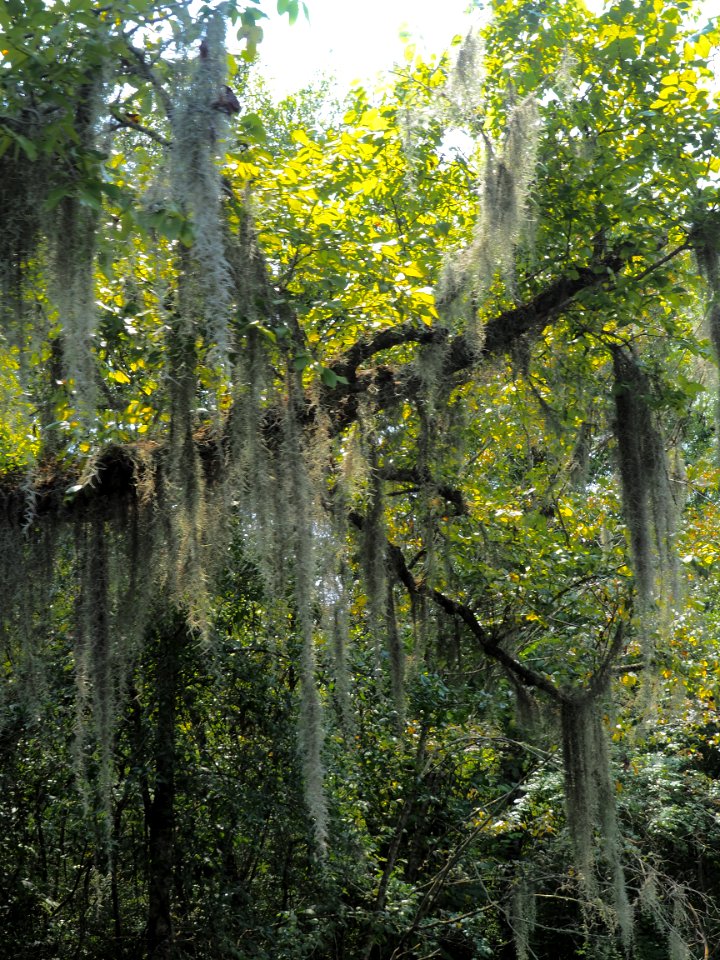 20180823 New Orleans, Alligator trail boat