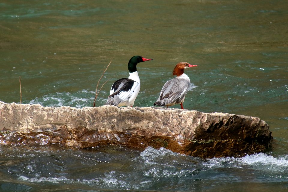 Common merganser--Warren Bielenberg, March 2019