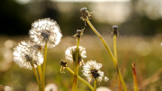 dandelion sunset photo