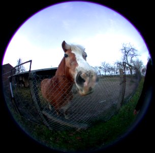 horse in the fisheye photo
