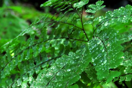 Maidenhair fern, June 2018--Shannon Welch