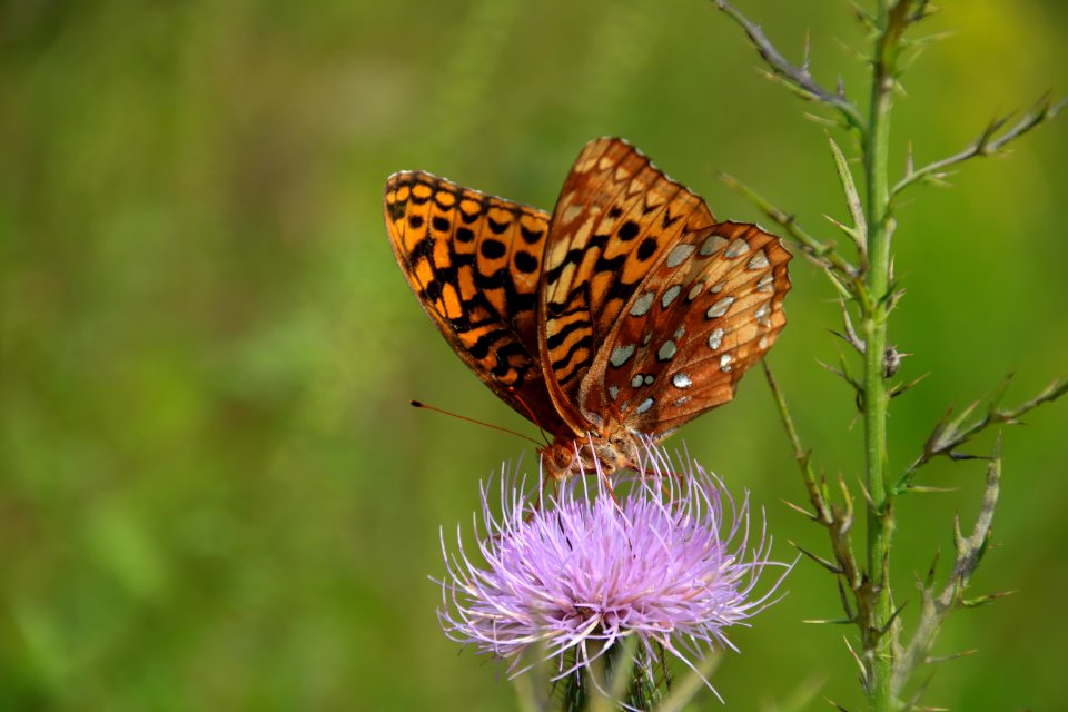 Great-spangled fritillary, September 15, 2017--Warren Bielenberg