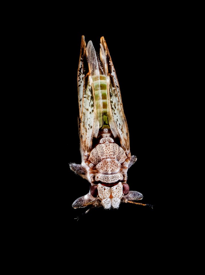 citrus psyllid, u, back2,ft detrick 2014-05-01-10.11.35 ZS PMax