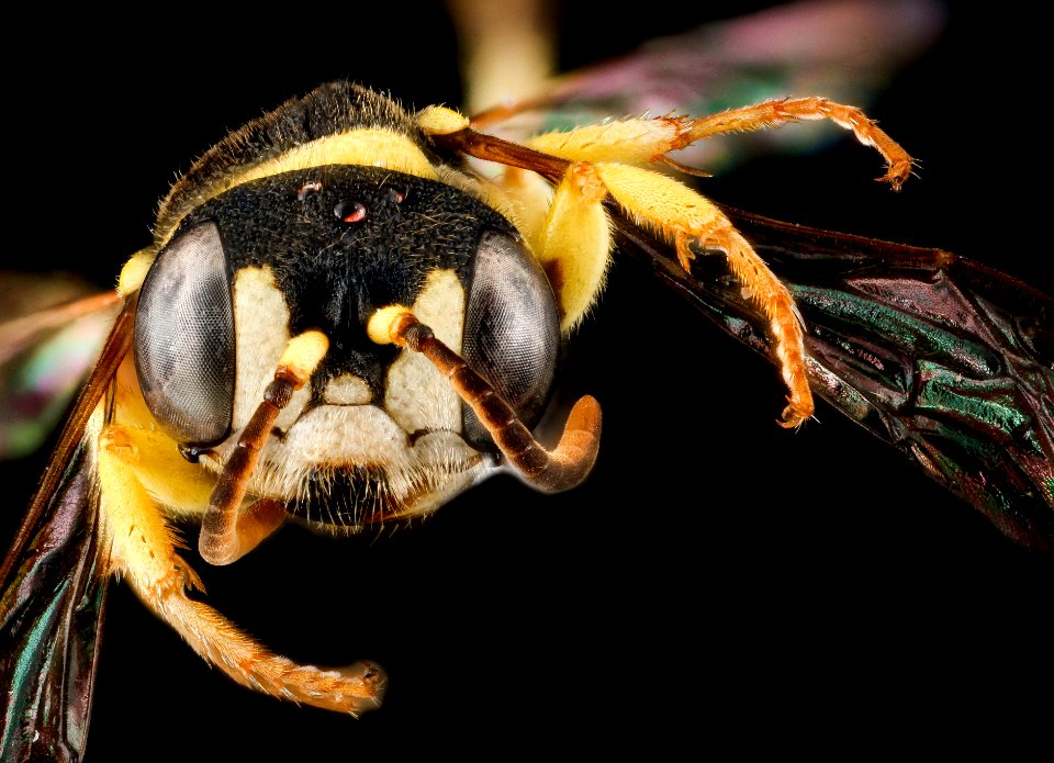 Cerceris hatuey, female, face 2012-09-05-17