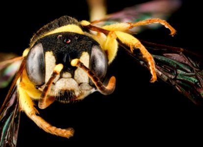Cerceris hatuey, female, face 2012-09-05-17