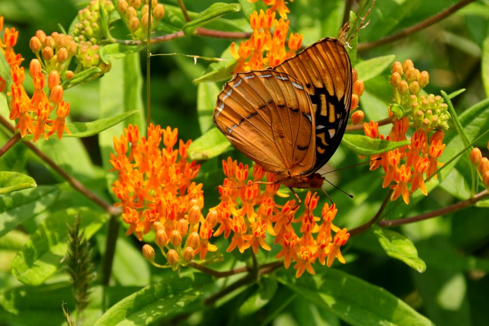 Diana fritillary, male--Warren Bielenberg, June 2019