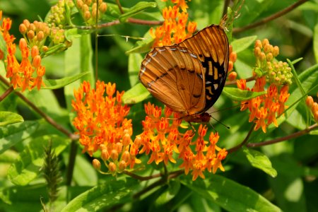 Diana fritillary, male--Warren Bielenberg, June 2019
