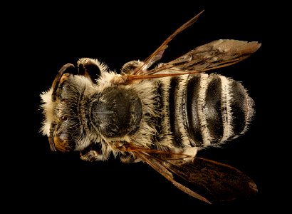 Megachile townsendiana, m, back, Florida 2017-08-02-15.12 photo