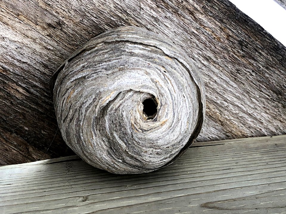 2019/365/316 Make a Nest