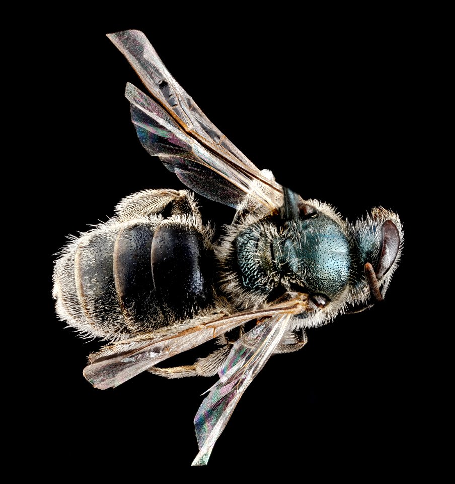 Lasioglossum nymphaerum, female, back 2012-07-03-15.51
