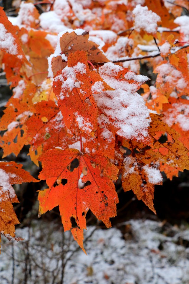 Early season snow in Cades Cove--Erin Sullivan, 11/12/19