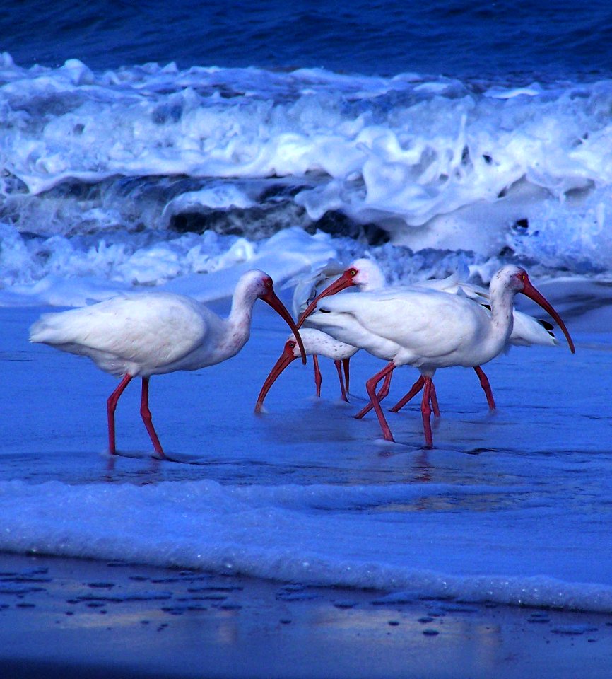 wading birds