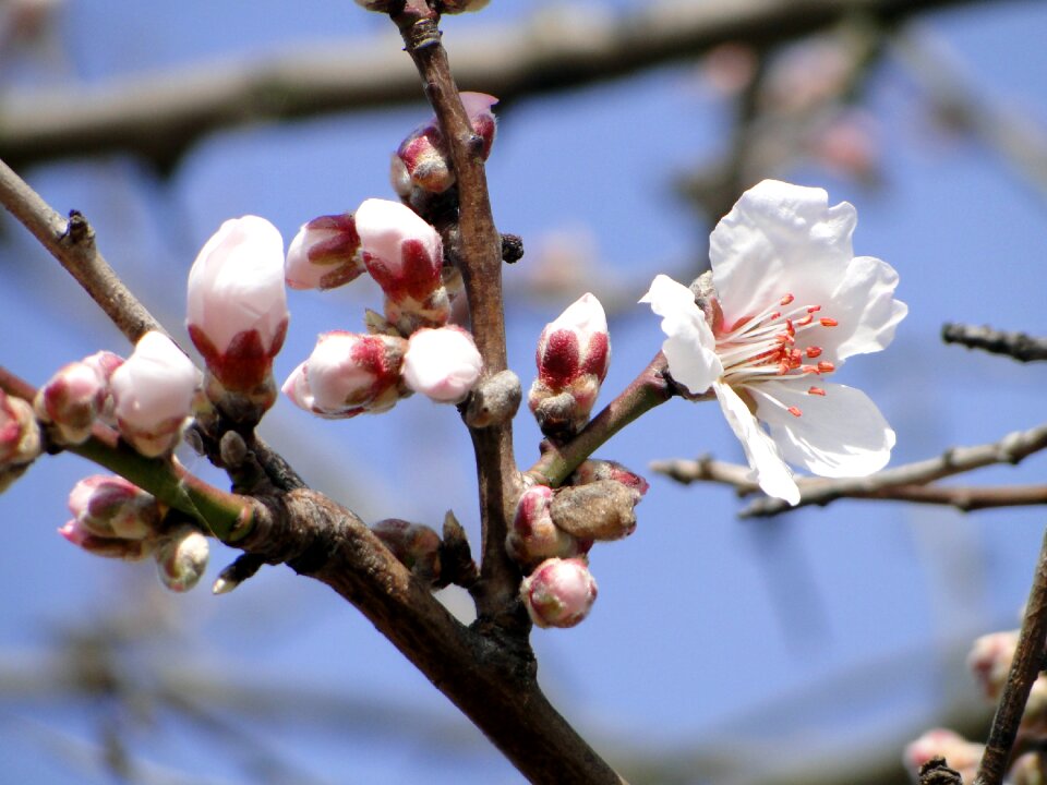 Almonds pink tree