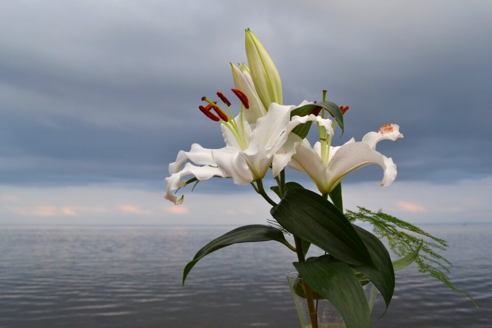 Flower lily vättern