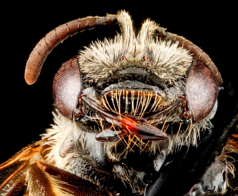 Lasioglossum oenotherae, F, face, Virginia, Page County 2012-12-13-14.54.04 ZS PMax