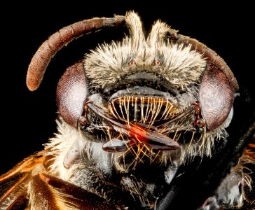 Lasioglossum oenotherae, F, face, Virginia, Page County 2012-12-13-14.54.04 ZS PMax photo