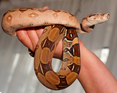 Boa imperator lurking close up photo