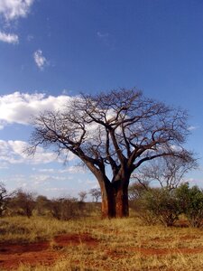 Africa baobab dino tree