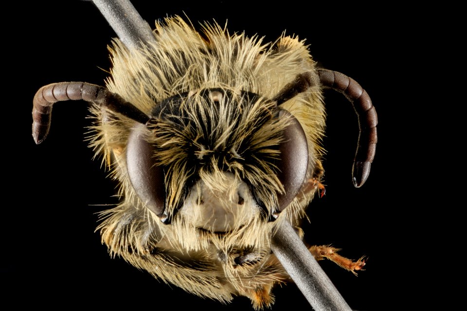 Andrena arabis, M, Face, NY, Orange Co 2013-06-07-17.49.58 ZS PMax