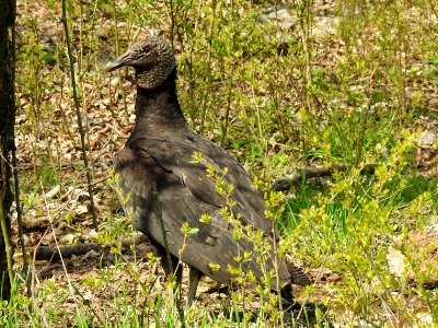 Black vulture, March 16, 2018--Warren Bielenberg photo
