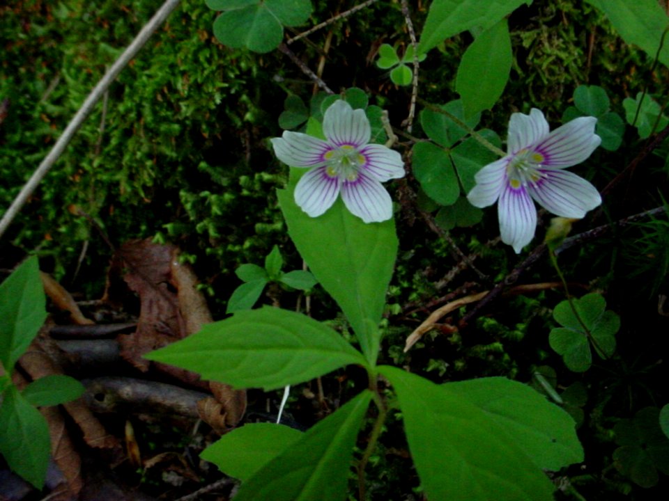 Wood sorrel, June 2005--Tom Harrington