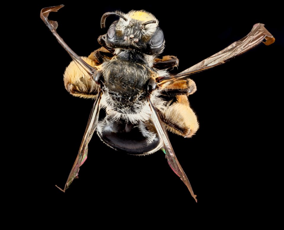Andrena aliciae, female, back2 2012-08-07-16.12