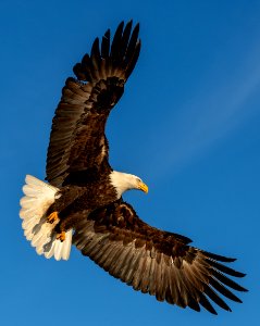 2020 Bald Eagles in and around Homer, Alaska (102)