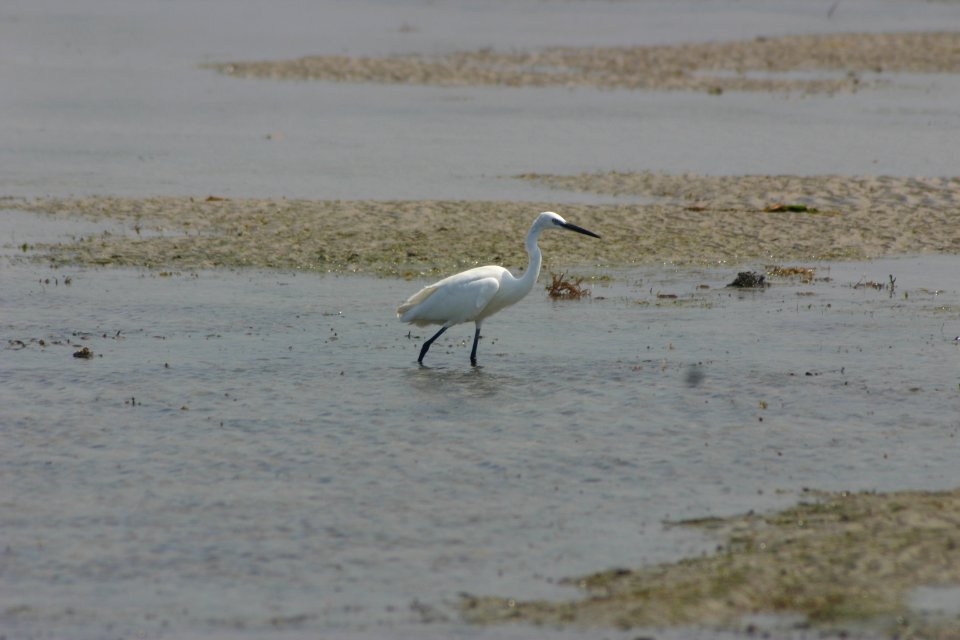 Egretta garzetta 1