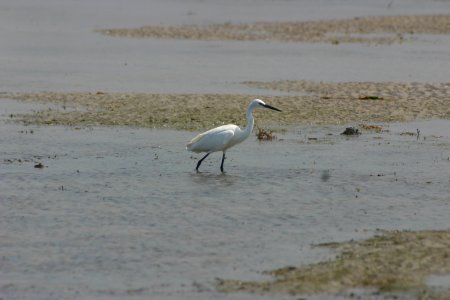 Egretta garzetta 1 photo