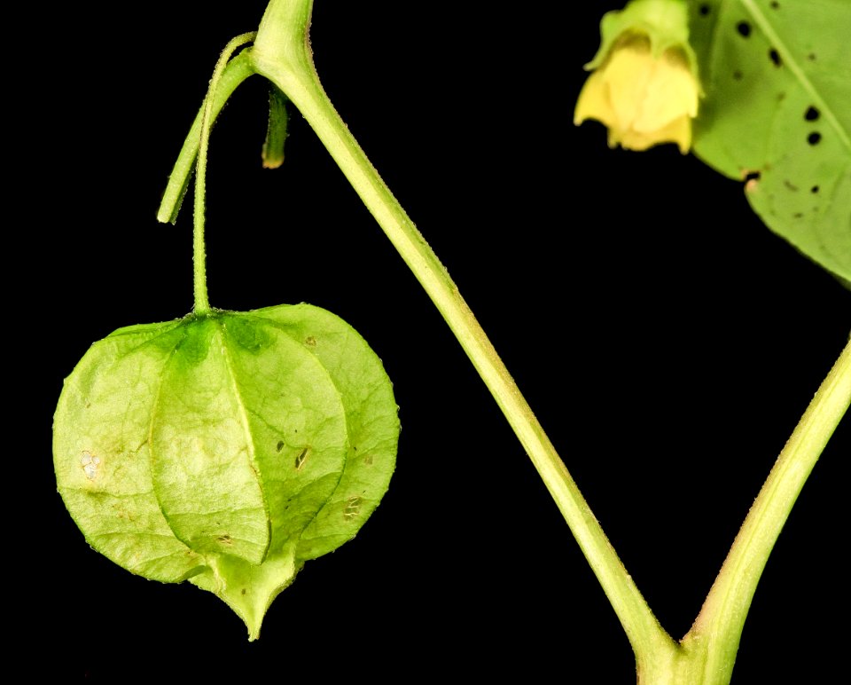 Flower Lantern, U, NA, MD, PG County 2013-08-07-18.01.31 ZS PMax