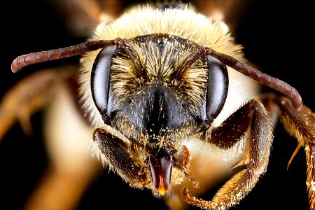 Andrena banksi, female, face 2012-08-06-16.32.54 ZS PMax