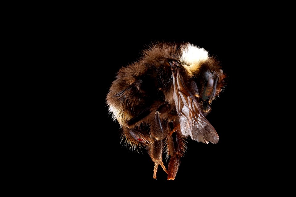 Bombus-occidentalis,-side 2012-07-26-16.30.28-ZS-PMax