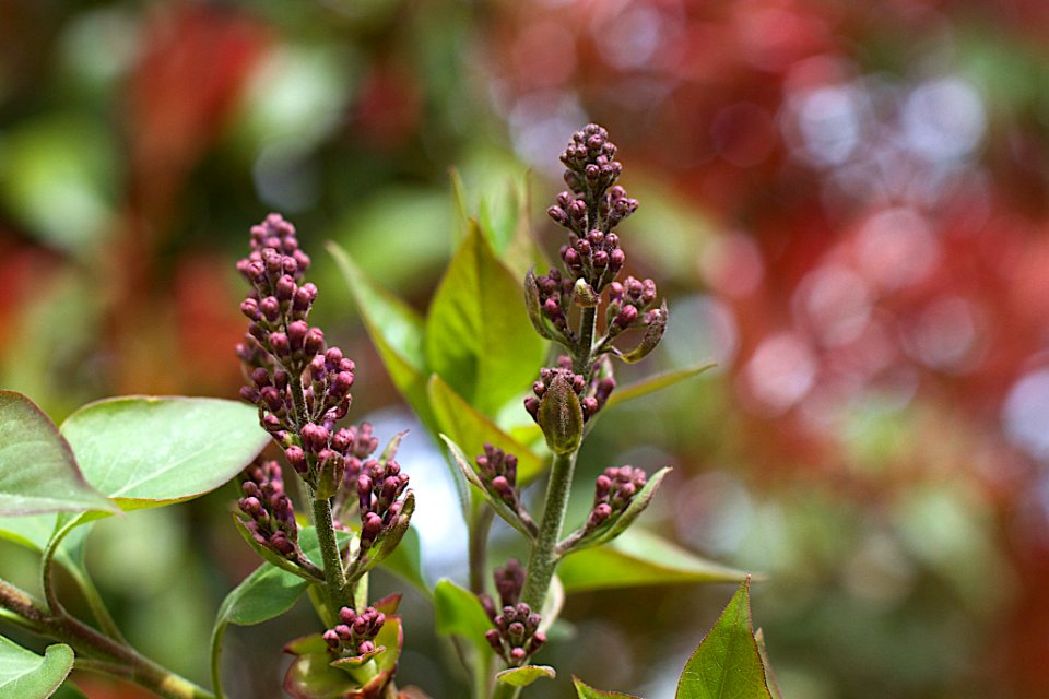 Lilacs FTW