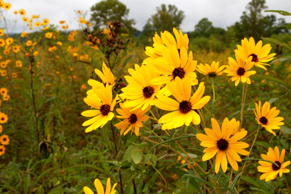 Cades Cove wildflowers, September 2015--Warren Bielenberg