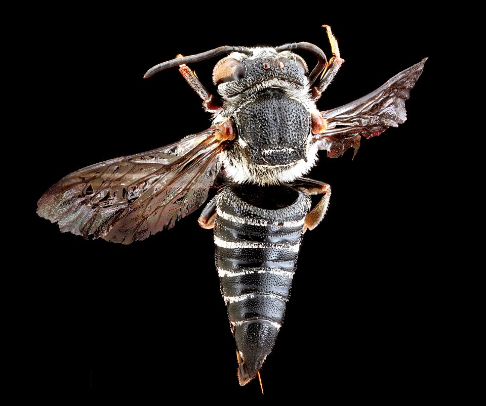 Coelioxys-sayi,-female,-back 2012-06-07-14.59.15-ZS-PMax