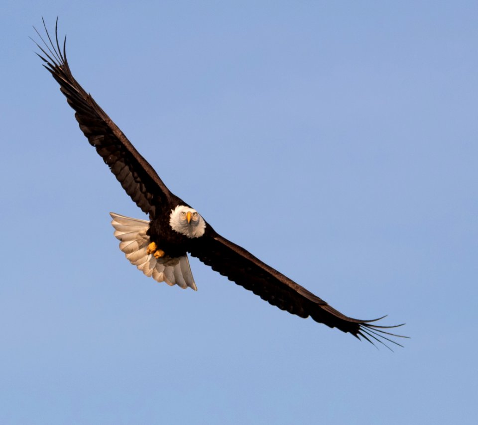 2020 Bald Eagles in and around Homer, Alaska (113)