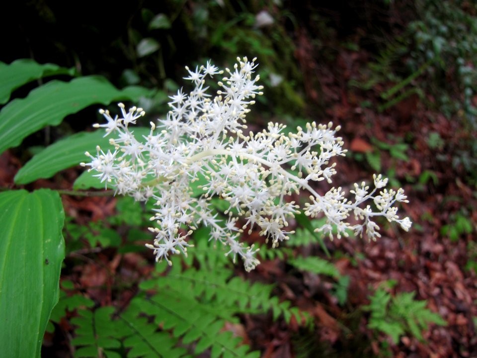 False solomon's seal, June 2009--Tom Harrington