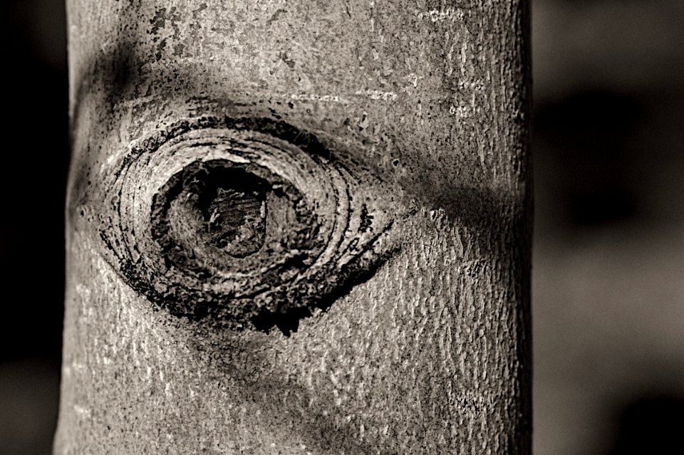 2010/365/3 Aspen Eye