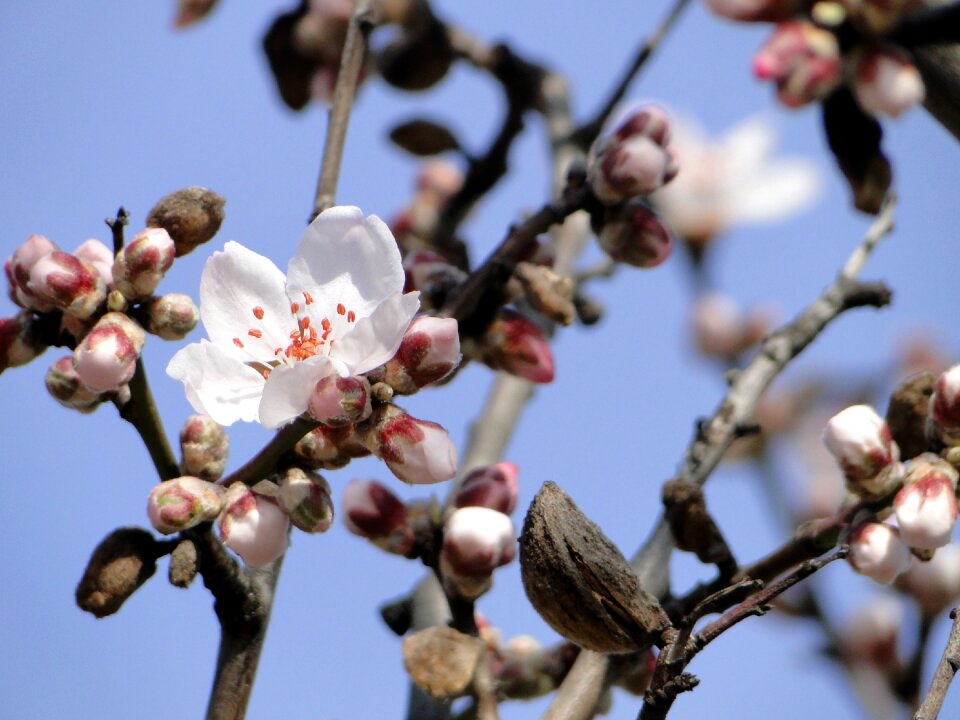 Almonds pink tree