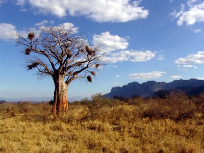 Africa baobab dino tree